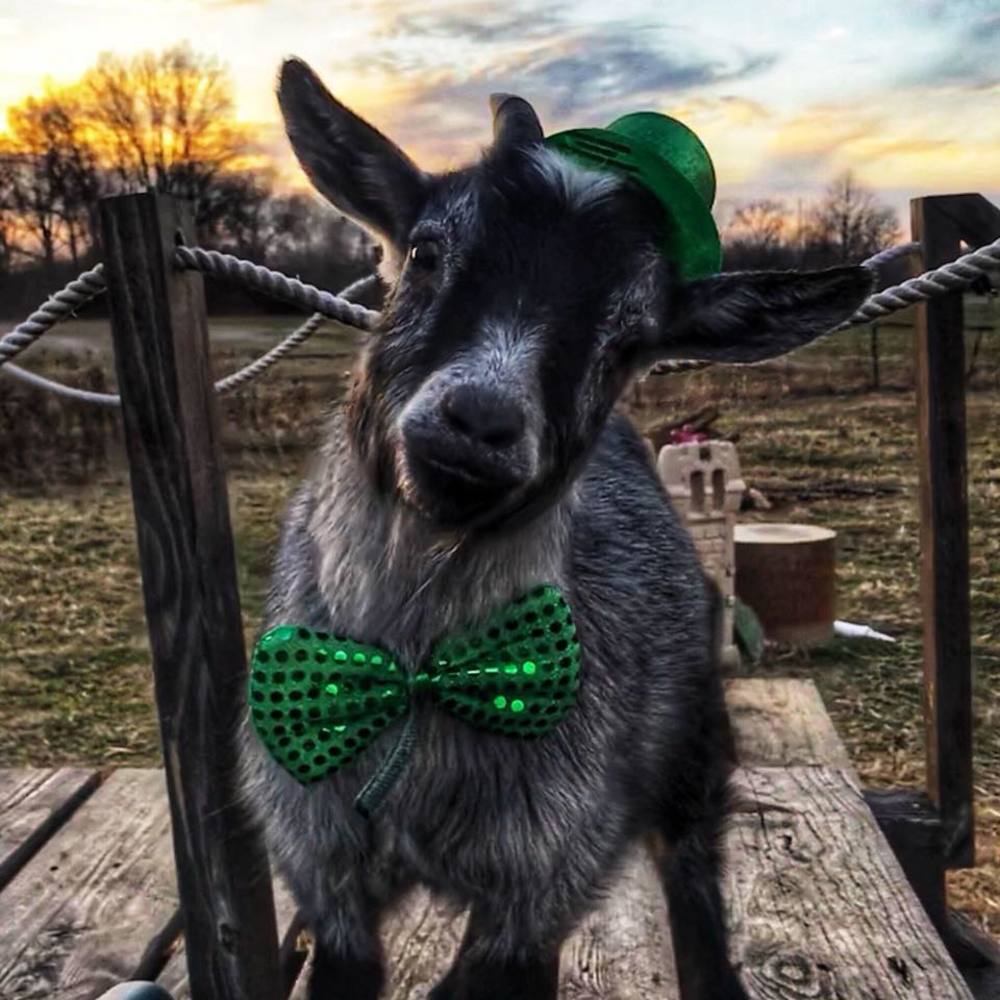 Meet your Posher, Heather